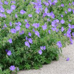 Gerânio Orion - Geranium