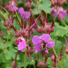 Gerânio Czakor - Geranium macrorrhizum