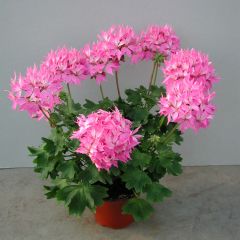 Sardinheira Fireworks Rosa