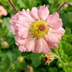 Geum Mai Tai