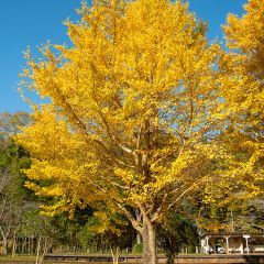 Ginkgo biloba
