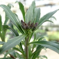 Erysimum Constant Cheer