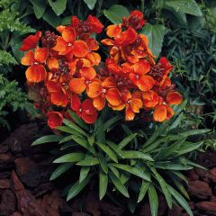 Erysimum Bedder Scarlet