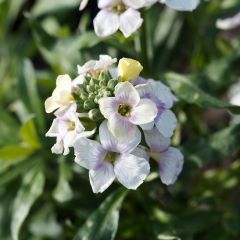 Erysimum Rysi Moon Improved
