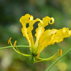 Gloriosa lutea - Lírio-trepador