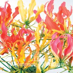 Gloriosa superba em sementes