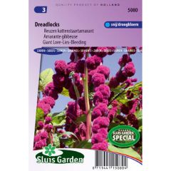 Amaranthus caudatus Dreadlocks em sementes