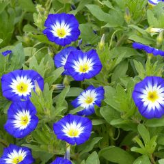 Convolvulus tricolor Pavillon Bleu em sementes