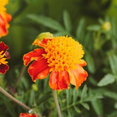 Cravo-túnico Orange Flame em sementes - Tagetes patula nana