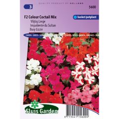 Alegria-do-lar F2 Colour Cocktail em sementes - Impatiens walleriana