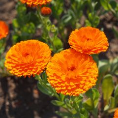 Calêndula officinalis Ball's Orange em sementes