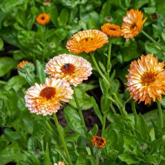 Calêndula officinalis Pink Surprise em sementes
