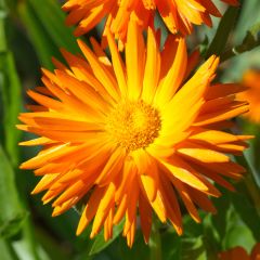 Calêndula officinalis Porcupine em sementes