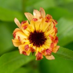 Calêndula officinalis Sherbet Fizz em sementes