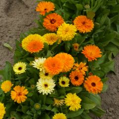 Calêndula officinalis Fiesta Gitana em sementes