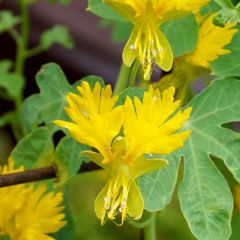 Tropaeolum peregrinum em sementes