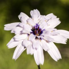 Dardo-de-cupido Bicolor em sementes