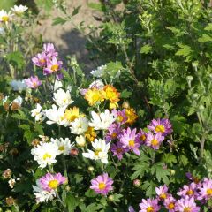 Chrysanthemum morifolium Fanfare Improved F1 em sementes