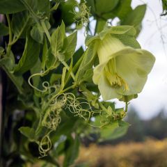 Cobaea scandens Alba em sementes