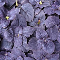 Cóleo Palisandra em sementes