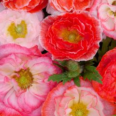 Papaver rhoeas Falling in Love em sementes