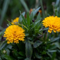 Coreópsis grandiflora Early Sunrise em sementes