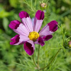 Cosmea Piper Red em sementes