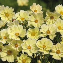 Cosmea Xanthos em sementes
