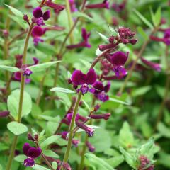 Cuphea lanceolata Purple Passion em sementes
