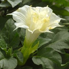 Trombeteira Double White Lady em sementes