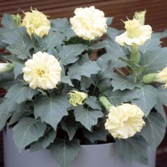 Trombeteira Double Golden Queen em sementes