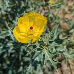 Dicranostigma franchetianum em sementes