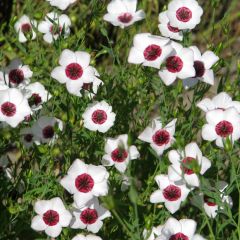 Linum grandiflorum Bright Eyes em sementes