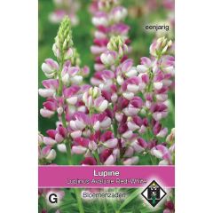 Lupinus Avalune Red