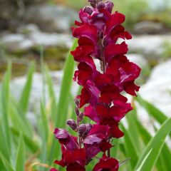 Antirrhinum Black Prince em sementes