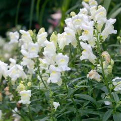 Antirrhinum Royal Bride em sementes