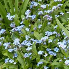 Miosótis sylvatica Bleu em sementes