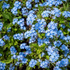Miosótis sylvatica Indigo Compacta em sementes