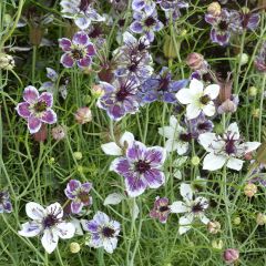 Nigella papillosa Delft Blue em sementes