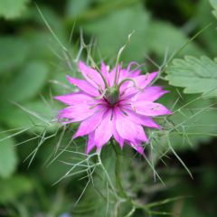 Nigella damascena Persian Rose em sementes