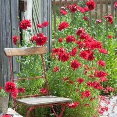 Papaver somniferum var. nigrum Red Peony em sementes