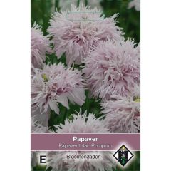Papaver paeoniflorum Lilac Pompom em sementes