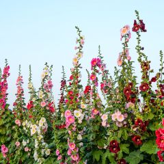 Alcea ficifolia Antwerp Stars Mix em sementes