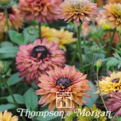 Rudbeckia Caramel Mixed em sementes