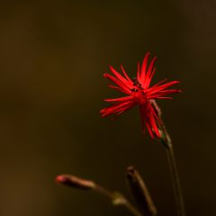 Silene laciniata Jack Flash em sementes