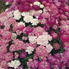 Iberis umbellata Fairy mixed em sementes