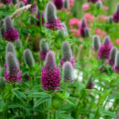 Trifolium rubens em sementes