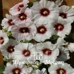 Malvarisco Halo Blossom em sementes