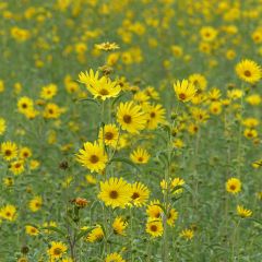 Helianthus maximilianii Maximiliani em sementes