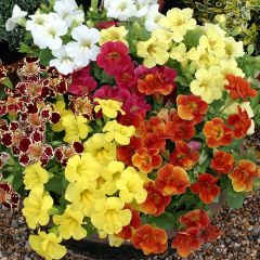 Mimulus Maximus Mixed em sementes